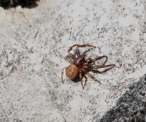 Ozyptila sp.